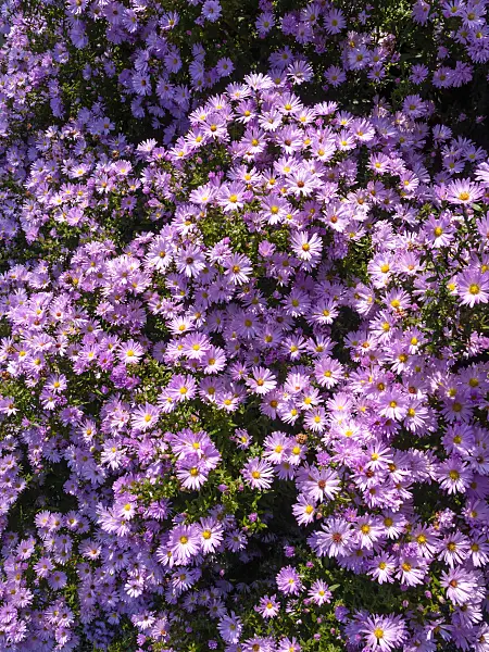 430104 - Michaelmas daisy (Aster novi-belgii 'Rosenhügel')