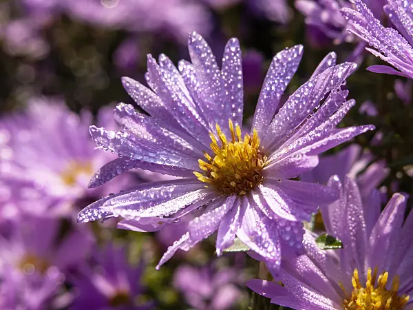 430106 - Michaelmas daisy (Aster novi-belgii 'Rosenhügel')