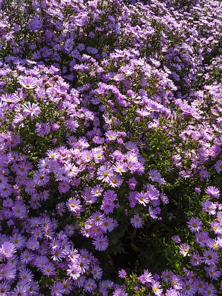 430107 - Michaelmas daisy (Aster novi-belgii 'Rosenhügel')