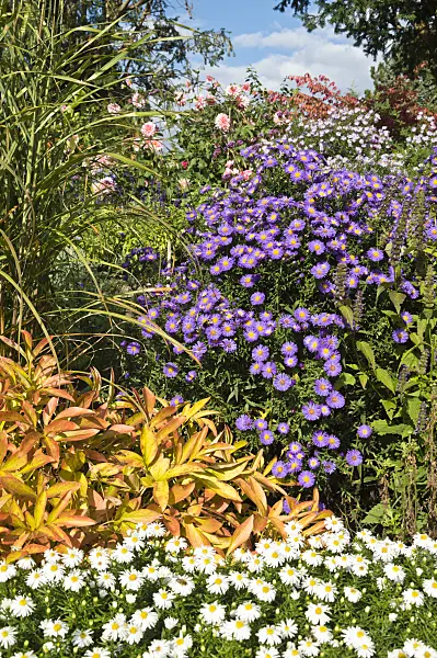 512096 - Michaelmas daisy (Aster novi-belgii 'Schöne von Dietlikon')