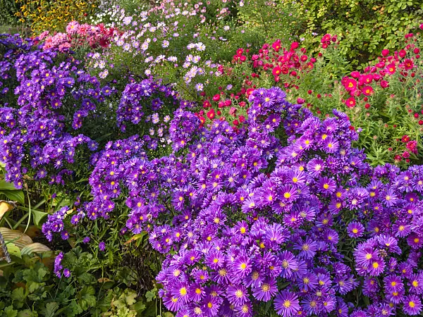 418001 - Michaelmas daisy (Aster novi-belgii 'Violetta')