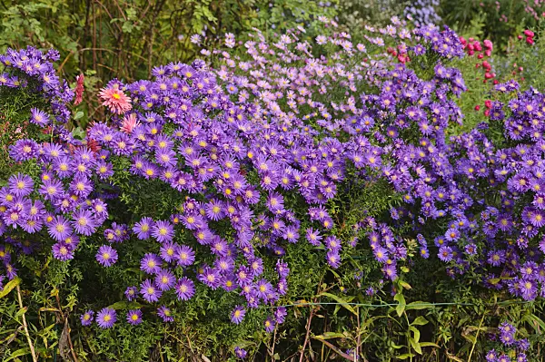 489113 - Michaelmas daisy (Aster novi-belgii 'Violetta')
