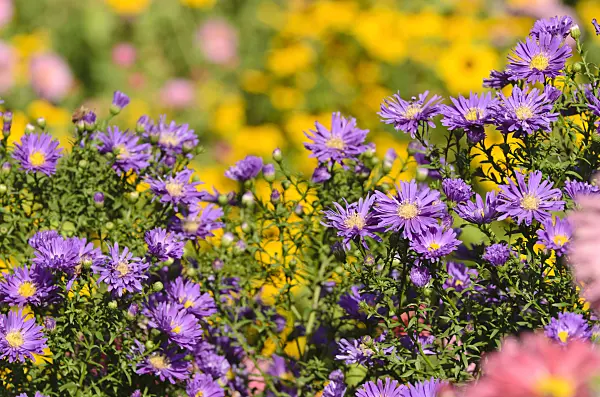 500136 - Michaelmas daisy (Aster novi-belgii 'Violetta')