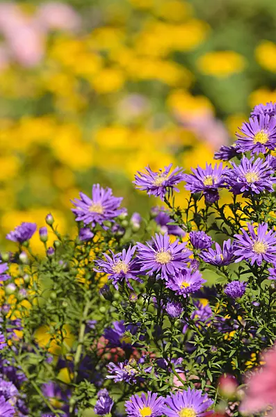 500137 - Michaelmas daisy (Aster novi-belgii 'Violetta')