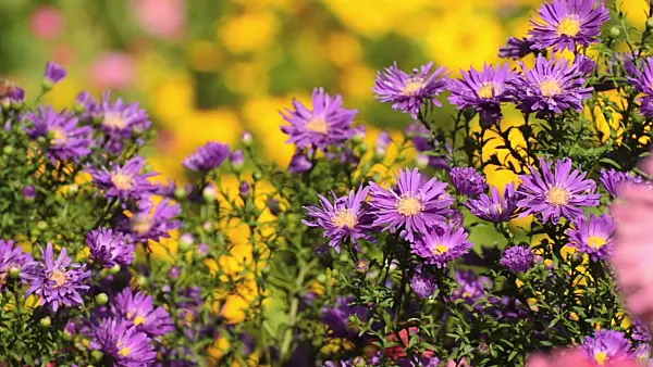 500139 - Michaelmas daisy (Aster novi-belgii 'Violetta')