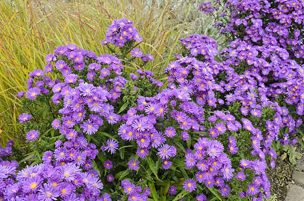 525127 - Michaelmas daisy (Aster novi-belgii 'Violetta')