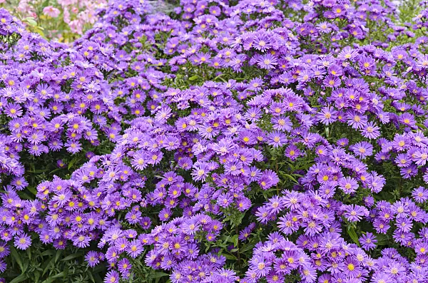 525128 - Michaelmas daisy (Aster novi-belgii 'Violetta')
