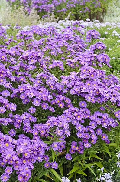 525129 - Michaelmas daisy (Aster novi-belgii 'Violetta')