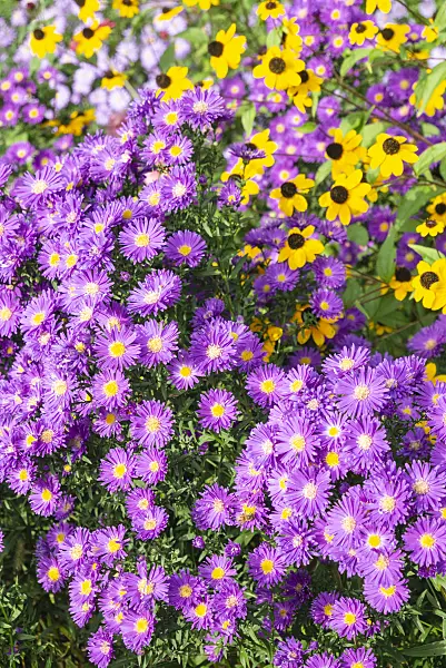 625062 - Michaelmas daisy (Aster novi-belgii 'Violetta') and brown-eyed Susan (Rudbeckia triloba)