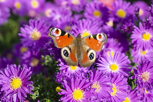 625064 - Michaelmas daisy (Aster novi-belgii 'Violetta') and peacock butterfly (Inachis io)