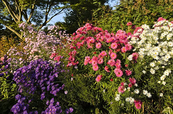 501005 - Michaelmas daisy (Aster novi-belgii 'Violetta'), New England aster (Aster novae-angliae 'Andenken an Alma Pötschke') and heath aster (Aster pringlei 'White Star')