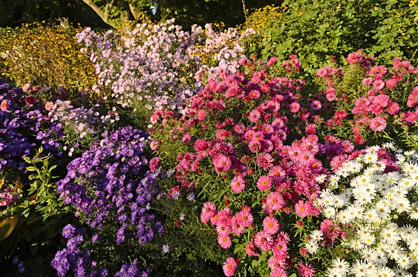 501006 - Michaelmas daisy (Aster novi-belgii 'Violetta'), New England aster (Aster novae-angliae 'Andenken an Alma Pötschke') and heath aster (Aster pringlei 'White Star')