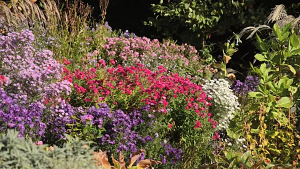 501042 - Michaelmas daisy (Aster novi-belgii 'Violetta'), New England aster (Aster novae-angliae 'Andenken an Alma Pötschke') and heath aster (Aster pringlei 'White Star')