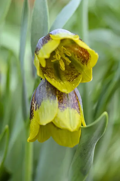 495155 - Michailovskyis Schachblume (Fritillaria michailovskyi)