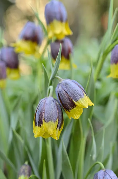 507054 - Michailovskyis Schachblume (Fritillaria michailovskyi)