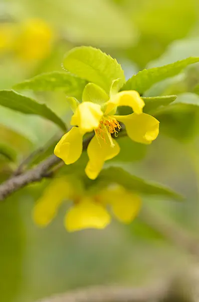 545021 - Mickey Mouse plant (Ochna serrulata)