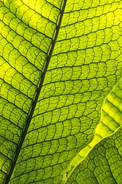 385014 - Microsorum musifolium