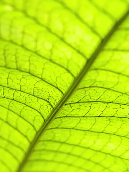 435189 - Microsorum musifolium with reticulated leaf veins