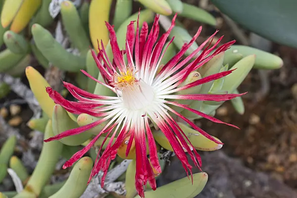 565017 - Midday flower (Astridia longifolia)