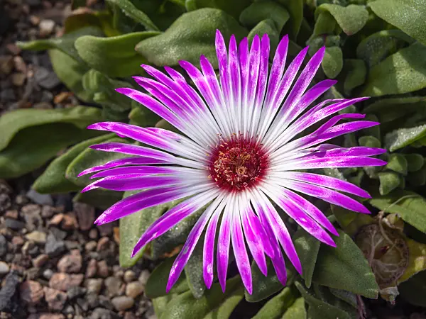 426303 - Midday flower (Dorotheanthus bellidiformis)