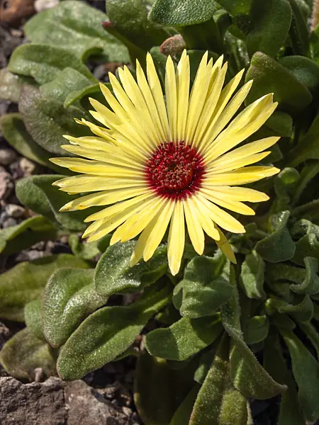 426304 - Midday flower (Dorotheanthus bellidiformis)