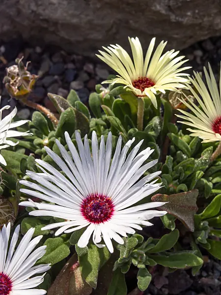 426305 - Midday flower (Dorotheanthus bellidiformis)