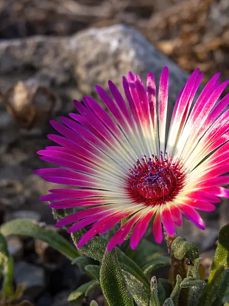 430139 - Midday flower (Dorotheanthus bellidiformis)