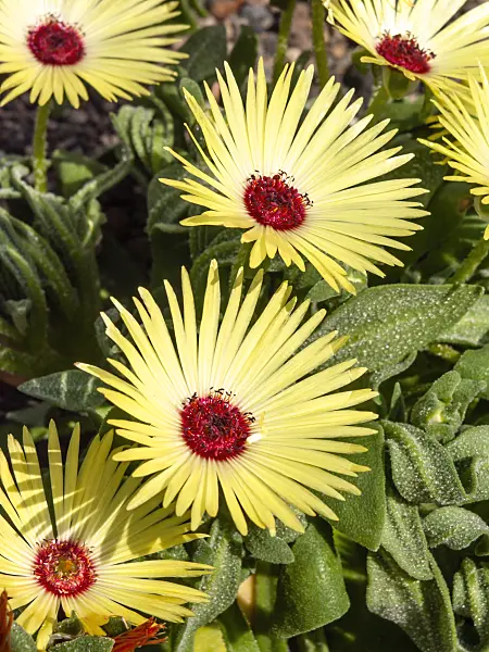 461143 - Midday flower (Dorotheanthus bellidiformis)