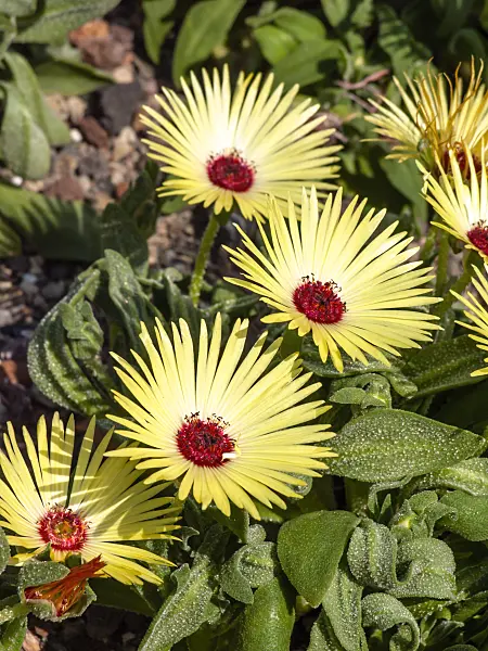 461144 - Midday flower (Dorotheanthus bellidiformis)