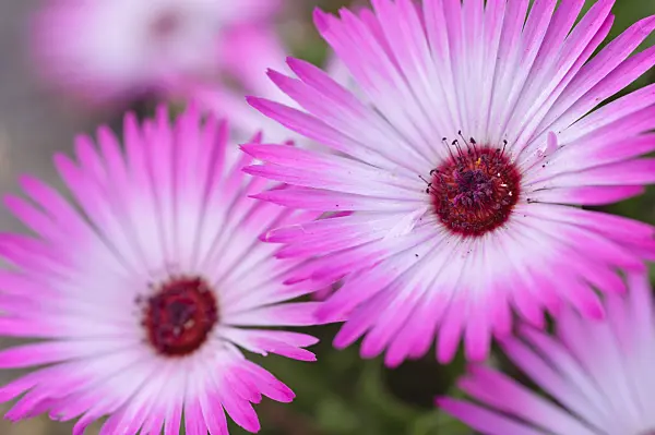 476273 - Midday flower (Dorotheanthus bellidiformis)