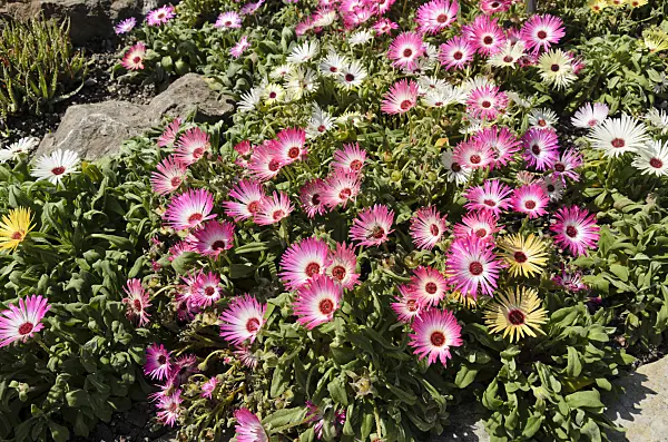 498036 - Midday flower (Dorotheanthus bellidiformis)