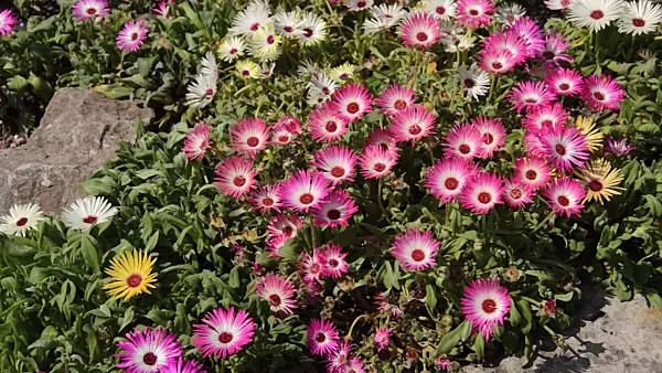 498046 - Midday flower (Dorotheanthus bellidiformis)