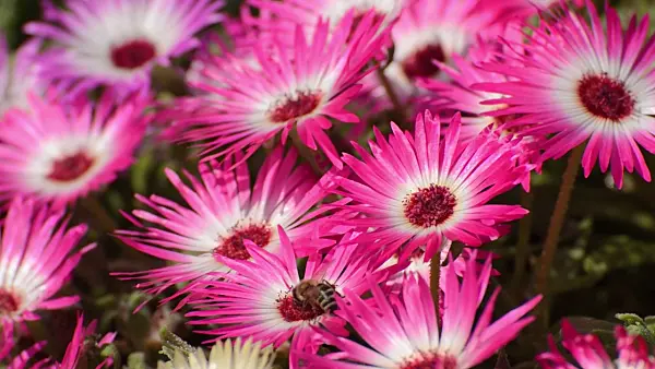 498047 - Midday flower (Dorotheanthus bellidiformis)