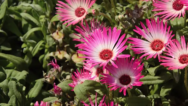 498048 - Midday flower (Dorotheanthus bellidiformis)