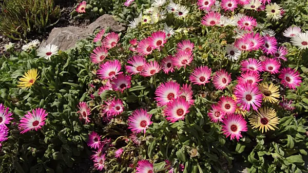 498049 - Midday flower (Dorotheanthus bellidiformis)