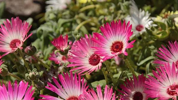 498050 - Midday flower (Dorotheanthus bellidiformis)