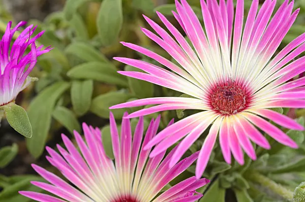 498330 - Midday flower (Dorotheanthus bellidiformis)