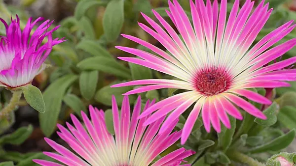 498343 - Midday flower (Dorotheanthus bellidiformis)