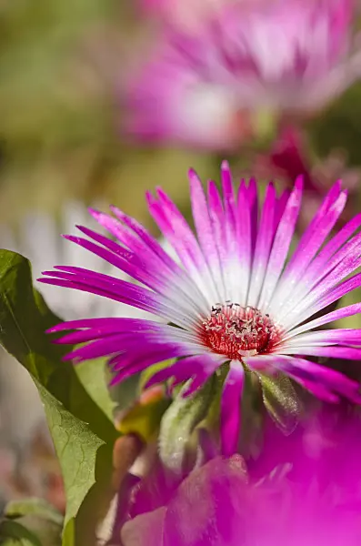 534275 - Midday flower (Dorotheanthus bellidiformis)