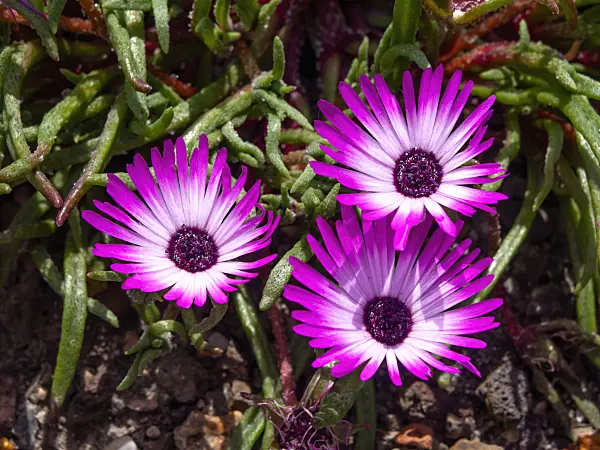 461142 - Midday flower (Dorotheanthus gramineus)