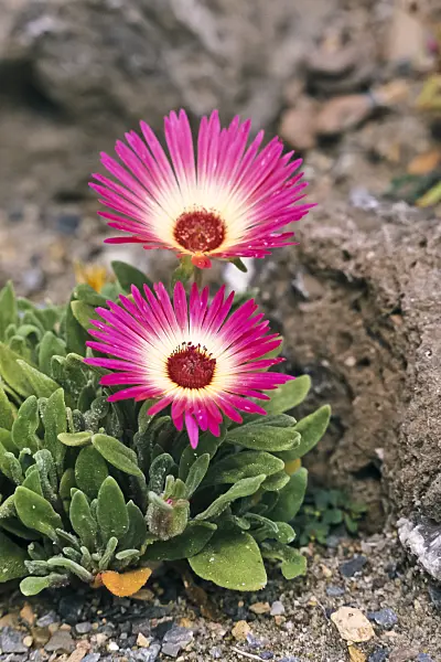 367060 - Midday flower (Dorotheanthus oculatus)