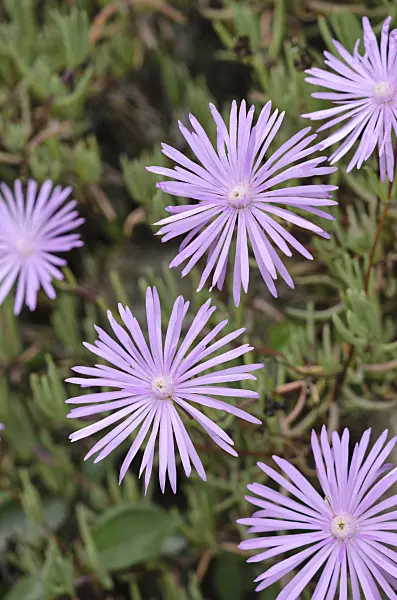 533032 - Midday flower (Lampranthus roseus)