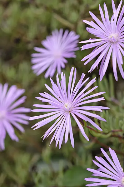 533033 - Midday flower (Lampranthus roseus)