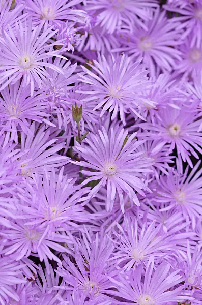 533049 - Midday flower (Lampranthus roseus)