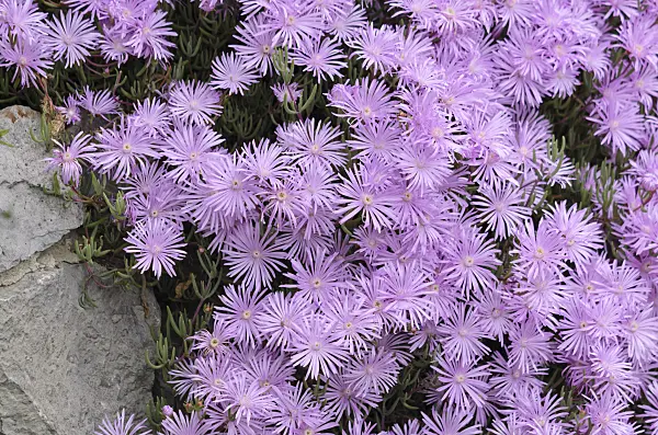 533050 - Midday flower (Lampranthus roseus)