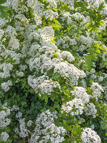414009 - Midland hawthorn (Crataegus laevigata)