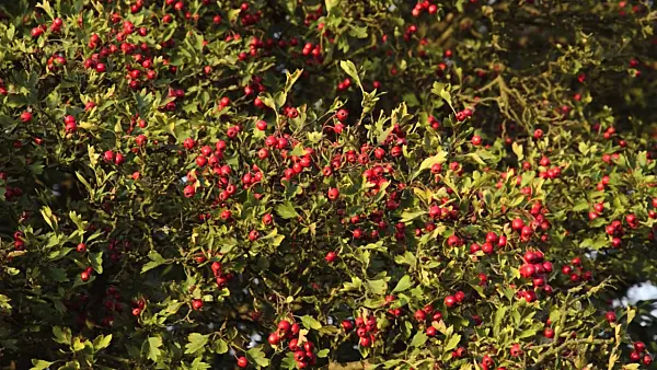 499118 - Midland hawthorn (Crataegus laevigata)