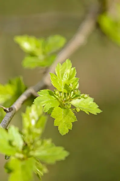 519054 - Midland hawthorn (Crataegus laevigata)