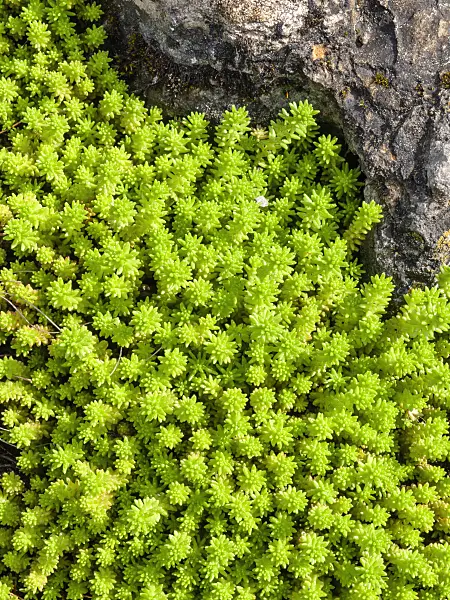 437294 - Milder Mauerpfeffer (Sedum sexangulare)