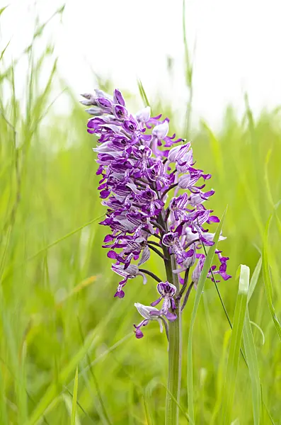 545032 - Military orchid (Orchis militaris)
